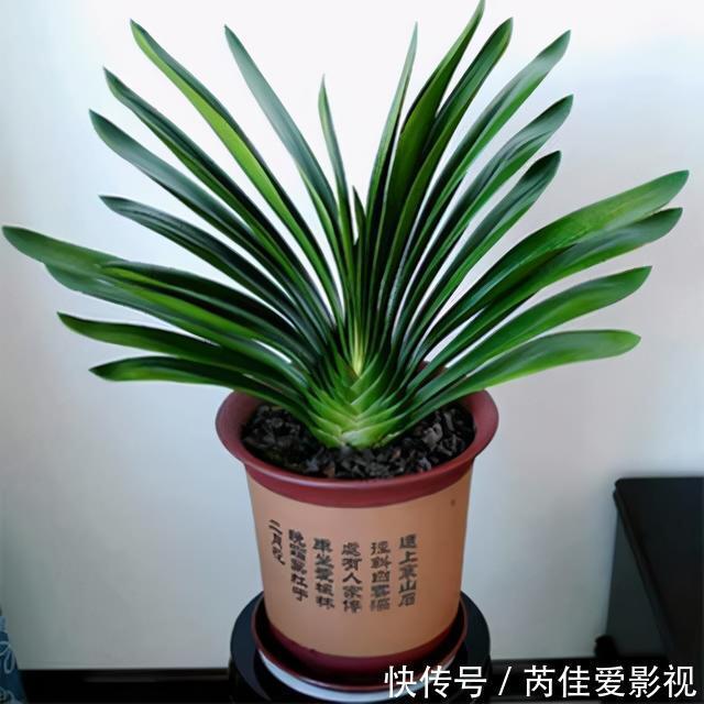 适合小盆养的“5种花”，大盆“不利于”生长和开花，可别搞错了