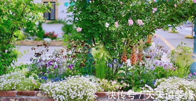 微月|在阳台上打造出一个月季小花园，距离你很近，做好4个方面就行