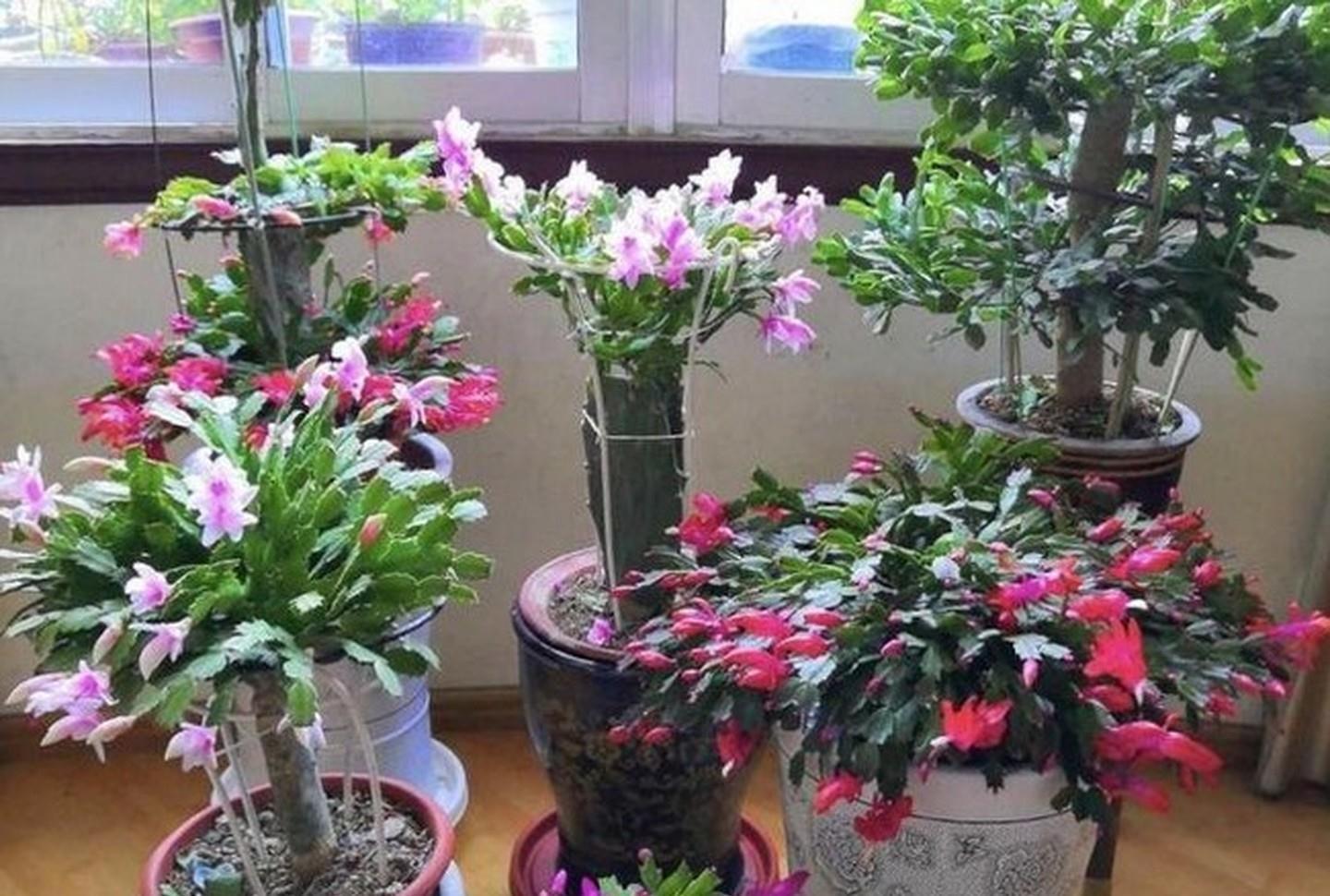 6种花“很吉祥”,建议养在卧室客厅,好看好养,还可当年宵花