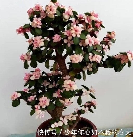 多肉植物出锦的肉肉怎么养护,药锦真的不能入手吗,一起来看看吧