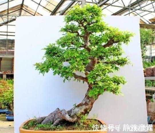 舍利干|盆栽案例欣赏,最贵的是舍利干,桃花类的美极了!