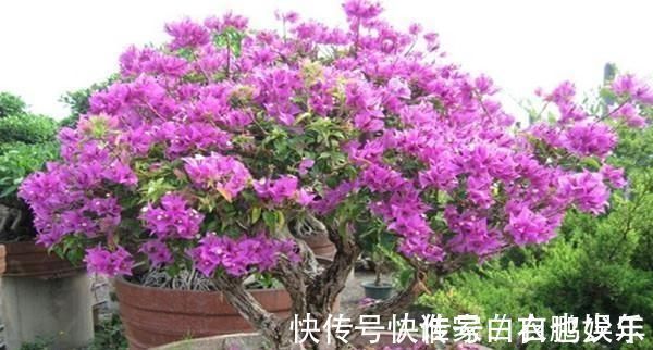 家养2种“树”,过几年就能增值,平日养护也简单!