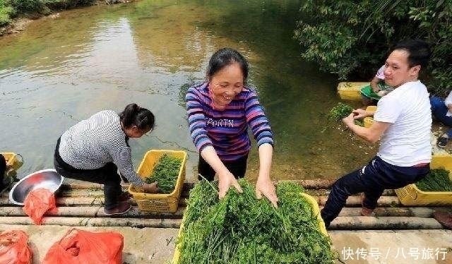 蕨甙|它才是真正的“野菜之王”,生长之地堪称仙境,却常被误认成蕨菜