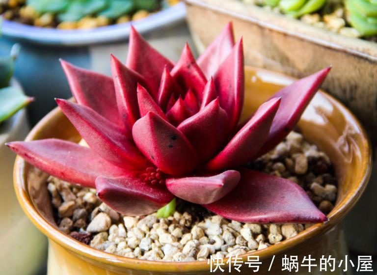 秋天好养活的6种多肉，丢角落里也能长得胖乎乎，颜色漂亮惹人爱
