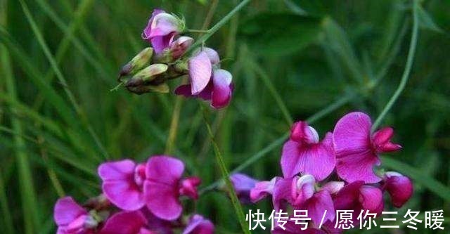 香气扑鼻$千古绝对!上联“春来草嫩老牛啃”,下联太经典了!