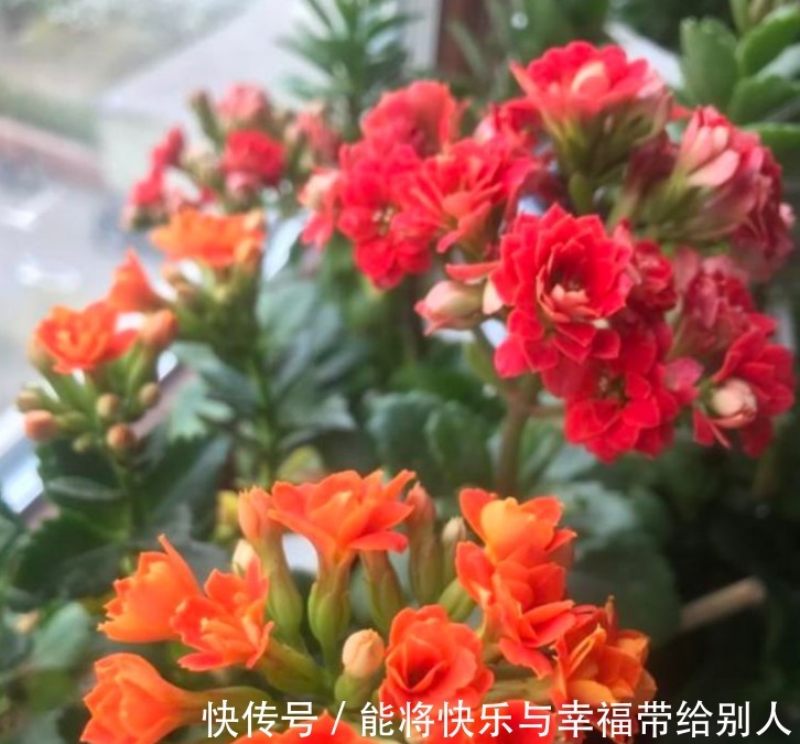 家里“3种”垃圾别扔撒花盆一点，根壮叶绿，呼呼开花！