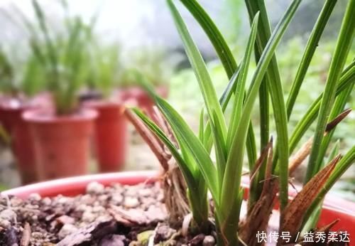 兰花叶子枯萎怎么办？教你5个妙招，新手兰友一定要知道