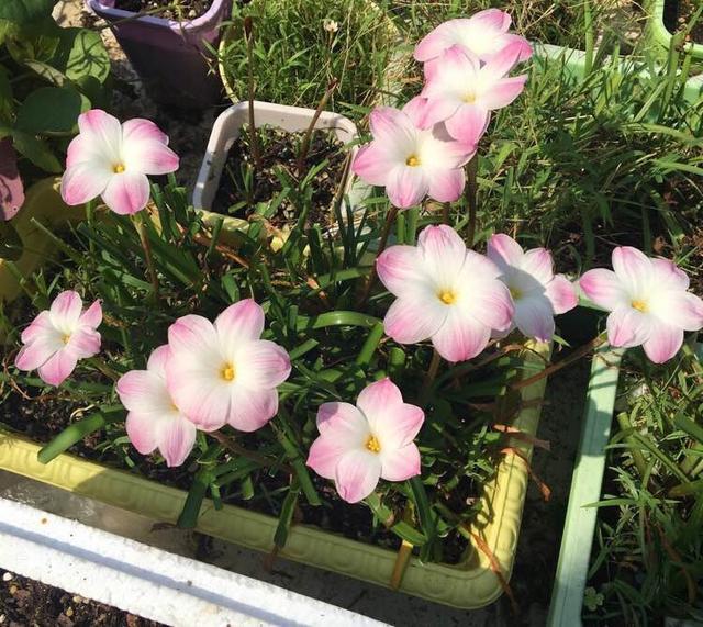 养“风雨兰”,有3个小技巧,一月能开几茬花,次次开爆盆!