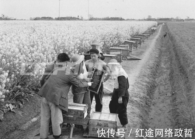 油菜籽|荆州松滋市五六十年代老照片