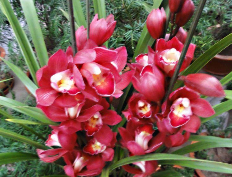 春天养花,不妨养这四款花,婀娜多姿、香飘怡人,寓意美好