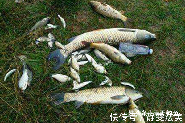 子线|在小鱼多的地方钓大鱼,可以从铅坠上做文章,这些钓法值得一试