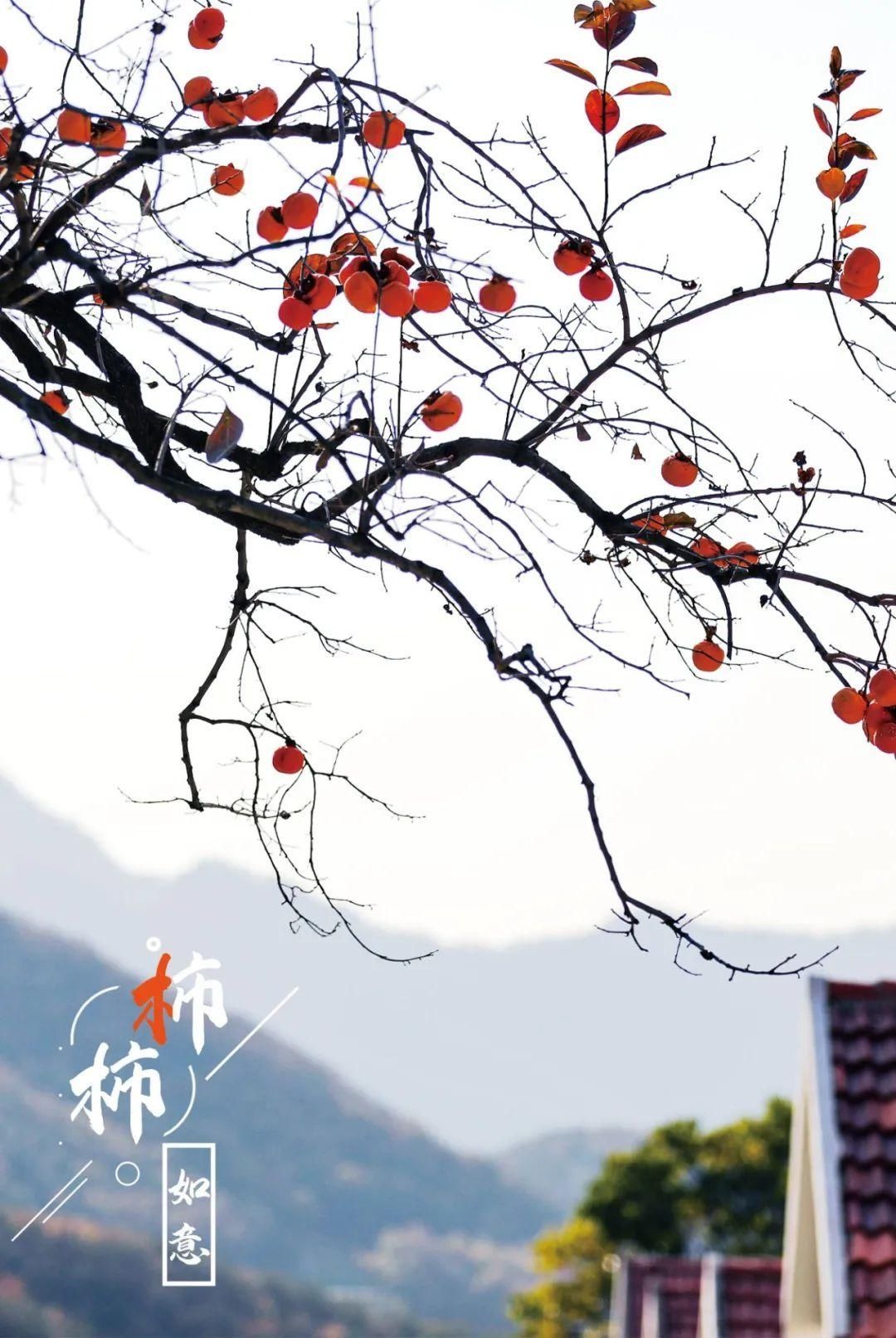 特写|图片特写｜年年岁岁，“柿柿”如意