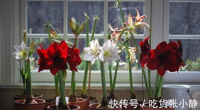 5种漂亮花,天冷多晒晒,越晒长得越健壮,花开得又多又大