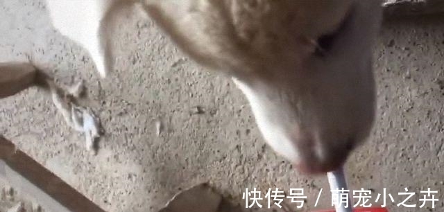 姑爷|新来的姑爷给亲戚上烟,连狗都没落下,是个讲究人啊