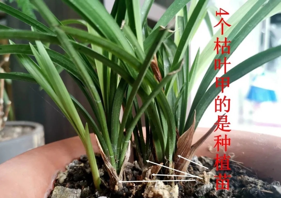 老苗|如何把春兰叶片养矮壮?磷酸二氢钾的另类用法,兰友们可以试试