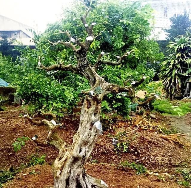 一盆九里香,阳台香飘飘,6款盆景造型玩法,哪一款受你青睐