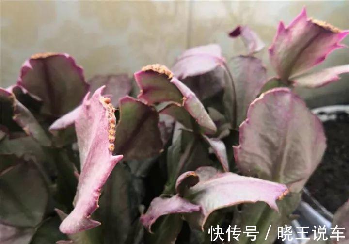 蟹爪兰满头大花苞,噼里啪啦全掉了?教你3招,满满的花芽挤爆了