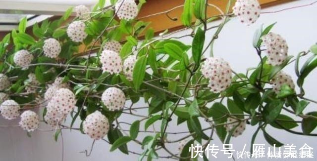 花卉|养花“嫌”住房没阳光,这4种花卉,适合阴凉处养护,同样能开花!