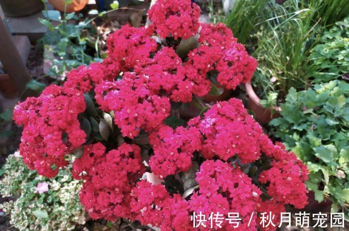 秋天|秋天养“6种花”就不可以多浇水,不然容易黄叶烂根,开花更是难