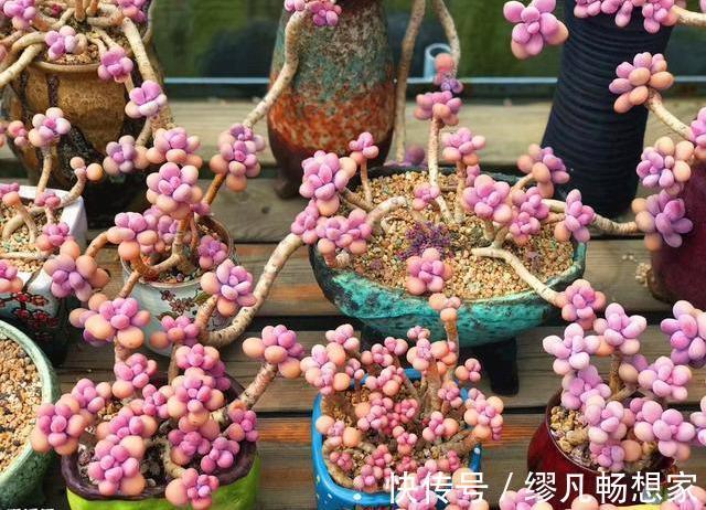 阳台养多肉,桃蛋粉嘟嘟,一生百,百生千,变成小桃林