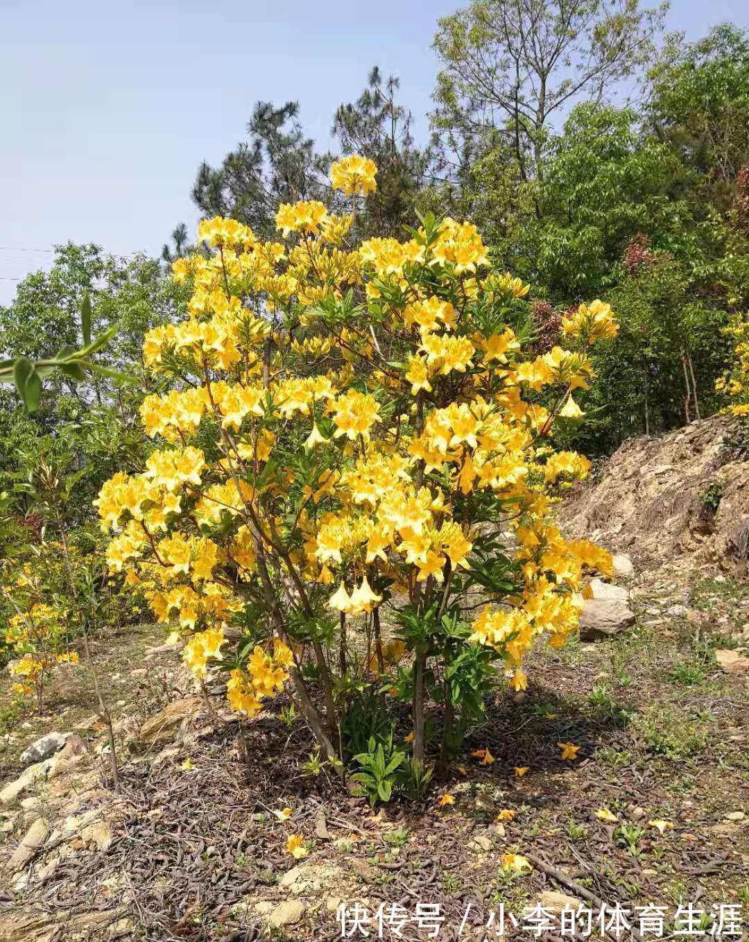 8种“小毒花”,叶子毒性大,家里若养着,光看别动它