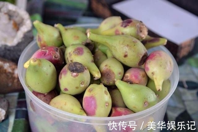 仙人掌|农村里的一种仙果,生长周期慢营养成分高,是美容养颜的佳品