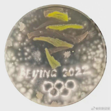 天津大学|用微生物绘画，天大这门课的期末考试“出圈”了