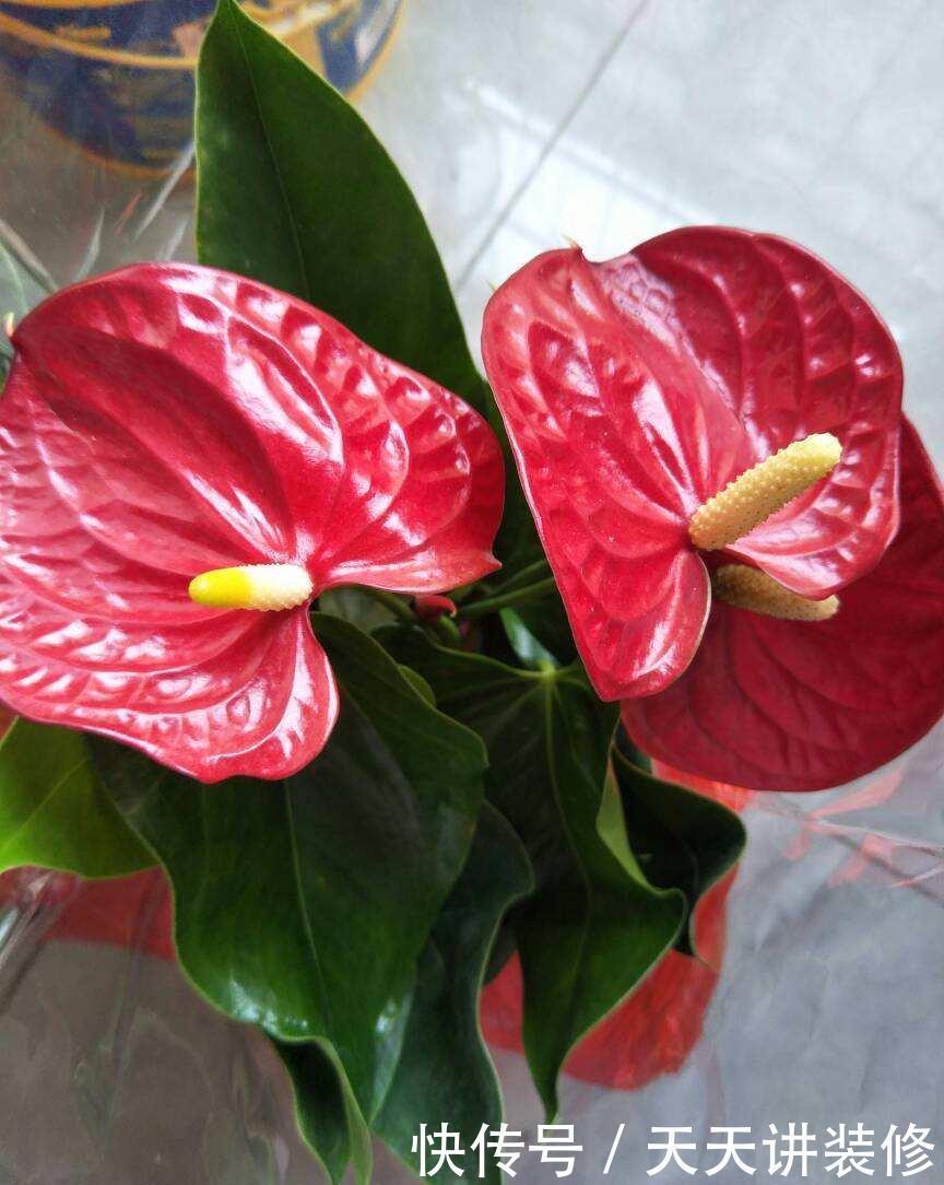 仙客来|家庭常见花卉养护要点,看完你就都会了(下)