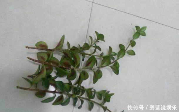 花繁叶茂|它比金边吊兰漂亮,1个修剪小技巧,长势快,开花不断,花繁叶茂