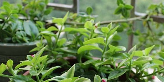 这些盆栽植物疯长爆盆很容易！分分钟长满阳台，扮靓你的生活