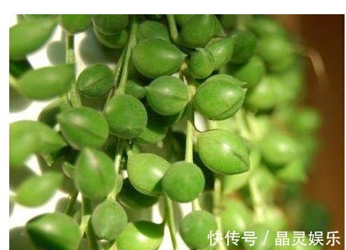 牡丹吊兰|它们都叫吊兰,但是比吊兰好看一百倍,是垂吊观花赏叶的佳品