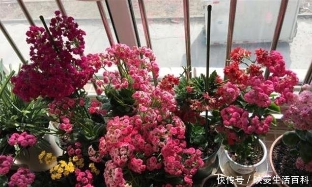 “3种花”揪一个叶子,扔在花盆就发芽,30天长满一大盆,省钱啦