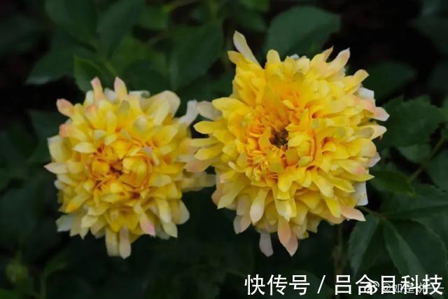 月季|22种最漂亮的月季，一次能开300天，满屋飘香开花多