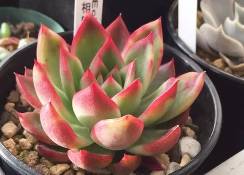 多肉上盆有技巧,教你一招,呼呼长新根,服盆更快!