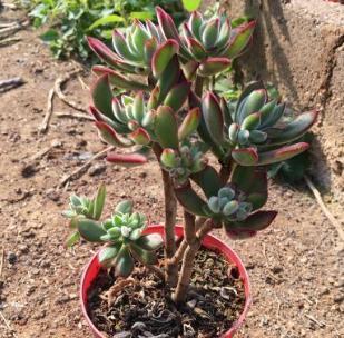 “6种多肉”很常见,阳台随便养3-4盆,好养又省心,新手更适合!