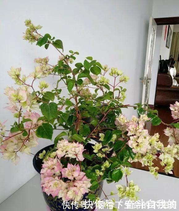 她在院里养了一种花,3年之后美如画,见到的人都说像仙境!