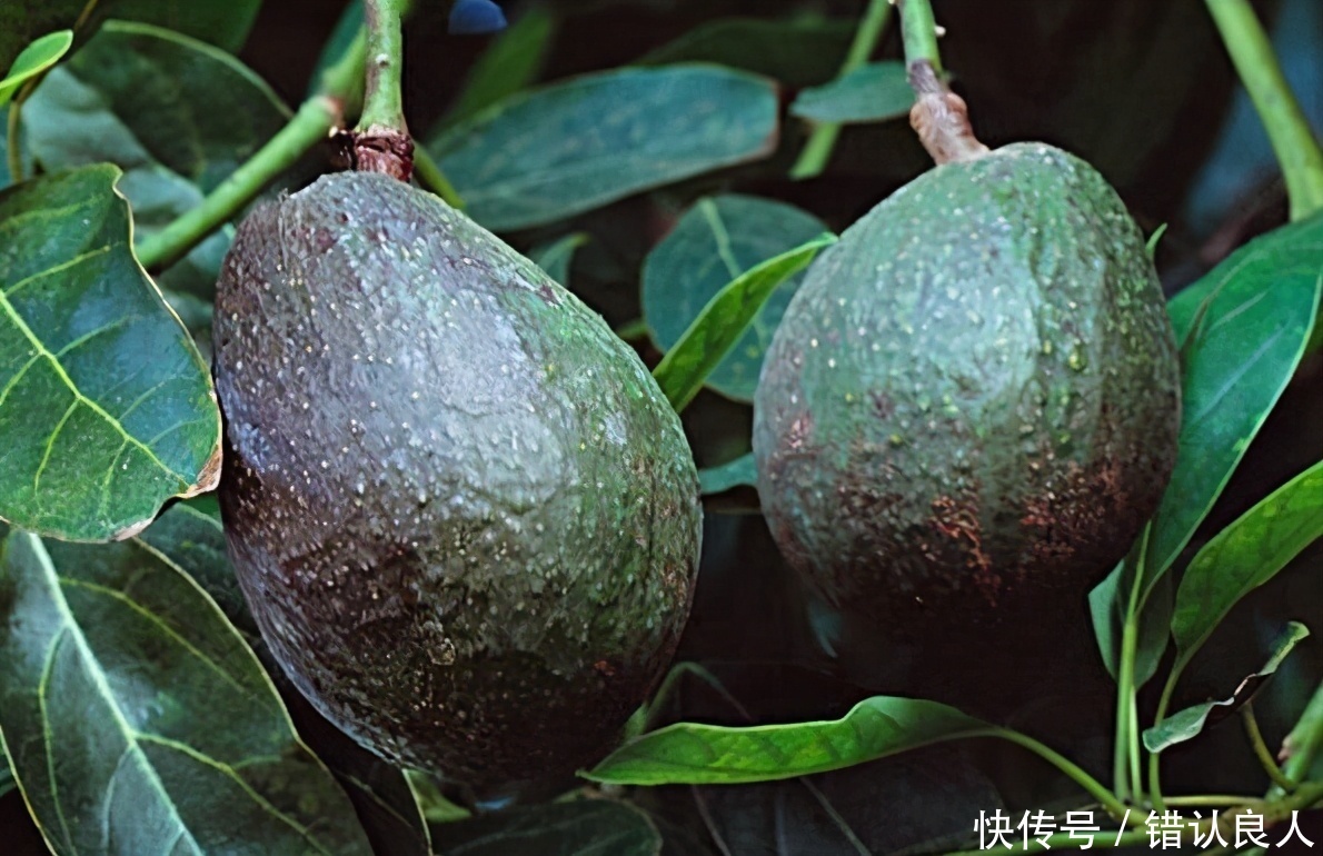 排毒|女性过了40岁,推荐3种食物,排毒清肠,刮