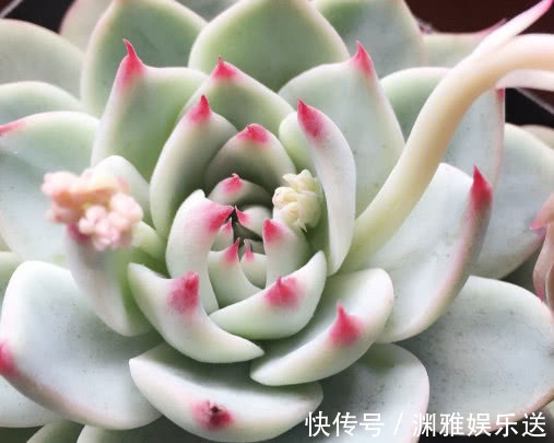 冬天|多肉吉娃莲如何养教你3个小妙招，养出鲜艳饱满有光泽的吉娃莲