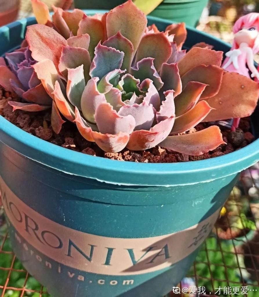 拼盘|多肉养在大盆里,就是豪横霸气,棵棵大得像白菜