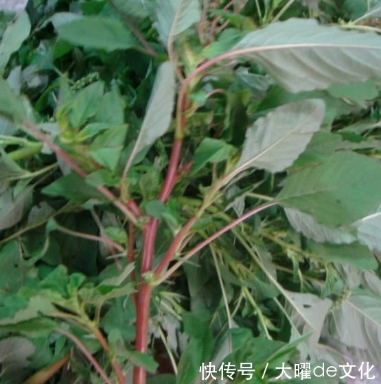 侵权请告知删除|这种野草在农村遍地有，就连牲畜也不愿吃，偏偏药用有奇效