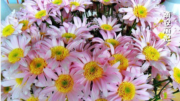 喜欢菊花，不如养盆优良名菊“南农小菊”，花开似艳牡丹，美娇娘