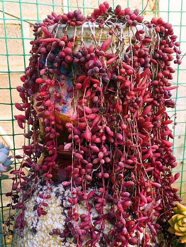 生命力超顽强的漂亮花，好养又漂亮，对待新手很友好