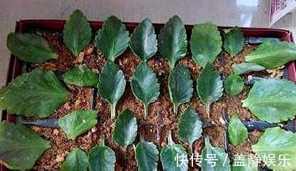 新手大岩桐、长寿花、虎皮兰、芦荟,一片叶子培育成一盆栽