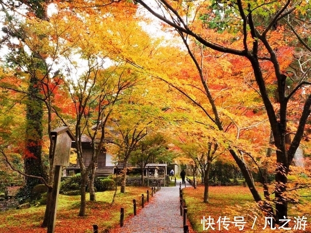 寺院|2021年11月京都红叶观赏信息