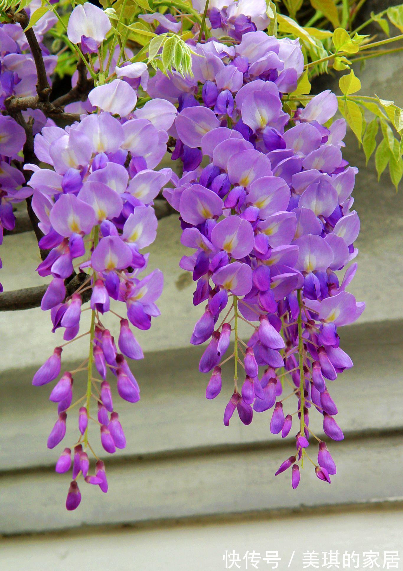 紫藤花|养花试试这几款，花色艳丽，观赏大气，几乎每个人都喜爱