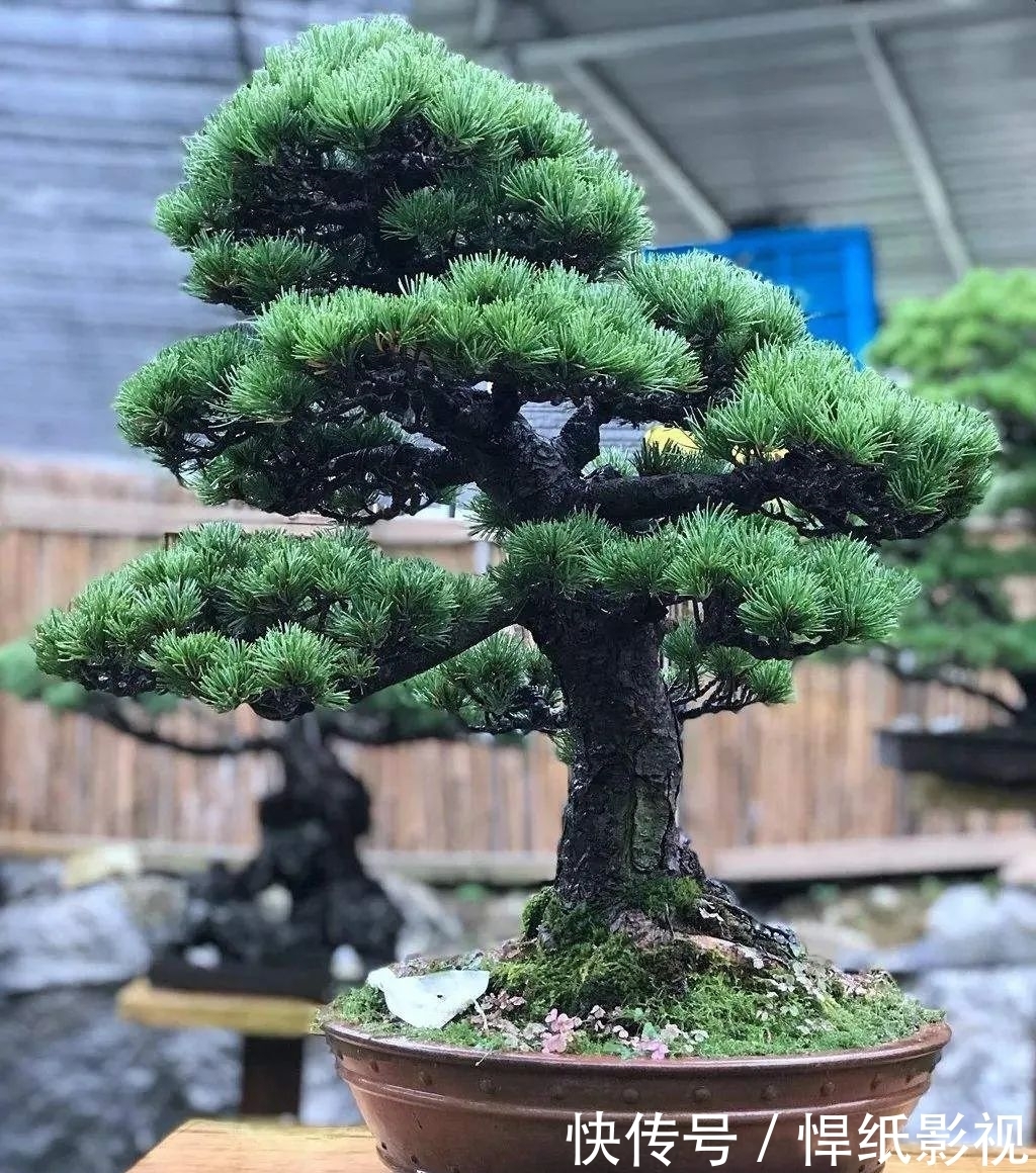 清朝|五针松以“五叶丛生”得名,早在清朝光绪年就在三十六湾村走红!