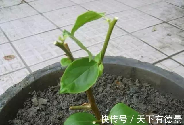 绿萝|一场秋雨一场寒，秋雨后适合扦插6种花，爱生根，爱生长