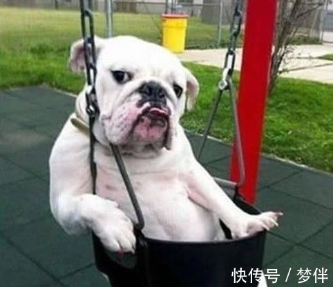 |搞笑图片幽默段子笑话:这是我见过最休闲的狗,人不如狗系列啊