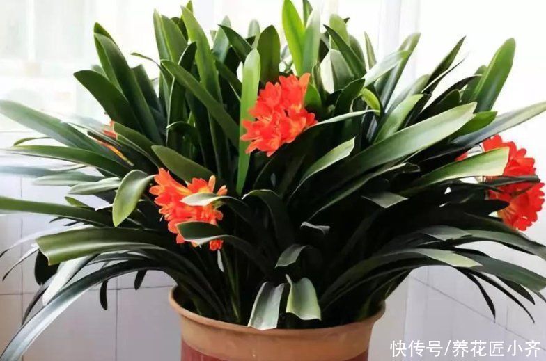 碱性|7种花如果不生长,米醋每月浇一“壶”,恢复生长,叶子绿油油