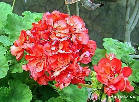 阳台|家里阳台必养此款花卉，耐寒易打理，日子红火财运滚滚，好看极了